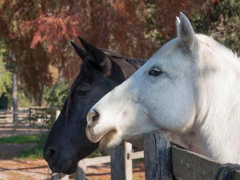 Cavalli ospitati nei paddock - Equinatura Toscana a Massaciuccoli