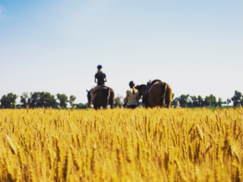 Agriturismo e cavallo - Equinatura Toscana